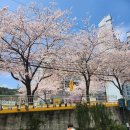 남구-010 | [내돈내산] 대연동 애견동반 브런치 카페, 듀스포레 솔직후기 가격 메뉴 영업시간 주차 정보