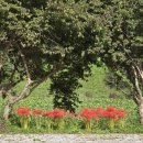 온천단지 가로수길 이미지