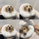 마음동물병원 - 북구 첨단연신로91번길 30 | 강아지 디스크 수술 비용 MRI 가격 얼마나 들까? 오아시스 동물병원 후기 및 사후관리