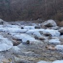 쌍다리쉼터 | [강원도] 인제 자작나무 숲, 주문진시장, 킹크랩, 대게 후기