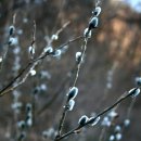 버들강아지 이미지