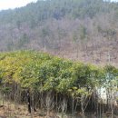 약산 흑염소 이미지