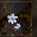 꽃과 그늘 이미지