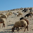 천국염소 이미지