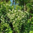 주월리한배미마을 이미지