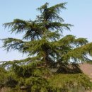 회덕초등학교 이미지