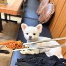 돌마로~돌마로 | [성남] 손님이 혼밥하면 다가오는 강아지 직원을 아시나요? 고창댁설렁탕 모찌 영접 후기 !
