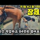 직업의 세계 - 말 발굽을 관리해주는 장제사 이미지