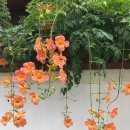 햇살한스푼 이미지