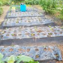 구억농장 이미지