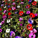 섬세한 감성이 느껴지는 꽃 아네모네(Anemone) 이미지