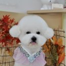 단풍이네 그루밍샵 이미지