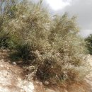 로뎀나무 이미지