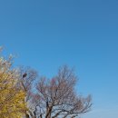 주천7리마을회관 | 남원 주천 용궁마을 사람없는 산수유축제 명소 3월 가볼만한곳