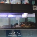 스타크랩 이미지