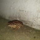 자꾸커
