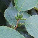 오리나무 이미지