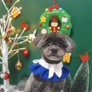 솔펫살롱 이미지