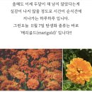 메리골드 이미지