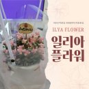 수원 망포역 꽃집/화초집 일리아 플라워_ 선물용 미니화분 구매 내돈내산 후기