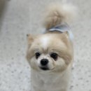 하이파이브 독스 이미지