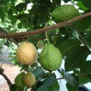 기현2농장 이미지