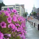 09/08/30 성남시 수진동성당 인근 꽃밭 풍경 이미지