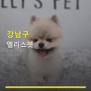 강남펫스타일 | 강남구 엘리스펫 반려동물미용 안내