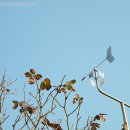 목련초등학교 이미지