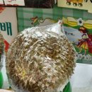 두꺼비청과