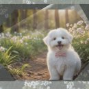 금호타이어 시화공단 대리점 | 시흥 꼬똥드툴레아분양 직접 계약하며 비교 분석한 후기와 시흥 지역 팁