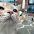 아스클레페이온카페