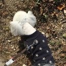 베스애견 이미지