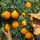 참좋은몰 이미지