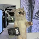 럭키아이콘 | [칼라거펠트] 아이콘 팝업스토어 현장방문 후기 🐈‍⬛/ 럭키드로우