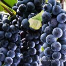 녹수농장 이미지