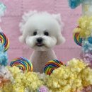 올라펫살롱 이미지