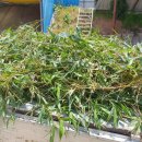 고서방흑염소 이미지