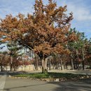 두류공원 이미지