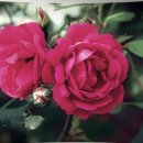 리바이클 이미지