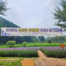 황포돗대 주변 | 단양여행 - 고운골 아평쉼뜰(버베나)&amp;도담삼봉 8월 후기