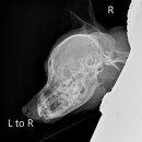 사랑애동물메디컬센터 이미지