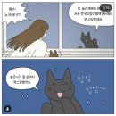 한국고양이혈액센터 이미지