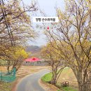 경기 양평 산수유 정보화마을 네이버블로그