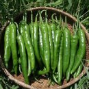 청양고추의 유래? 이미지