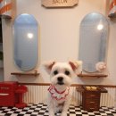 뽀삐 애견샵 이미지