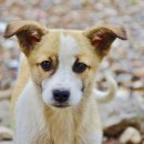 소문난 강아지 이미지