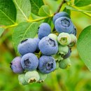 아란농장 이미지