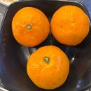 신월큰길 | 🔥 [조례동 맛집 고기집] 구워줘서 더 꿀맛! “미가돼지생갈비”에서 제대로 고기 먹고 온 날 🥩💕