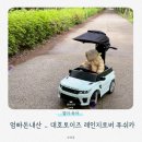 (주)대호 | + 엄빠돈내산 _ 대호토이즈 레인지로버 전동 푸쉬카